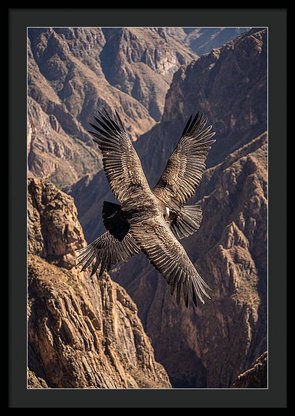 Andean Condor Soaring Over Canyon