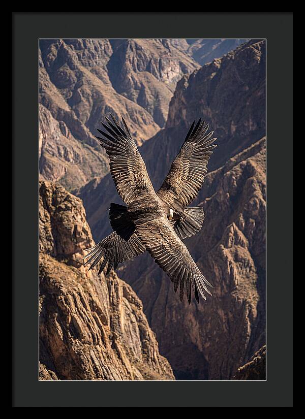 Andean Condor Soaring Over Canyon