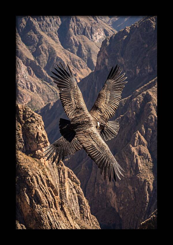 Andean Condor Soaring Over Canyon