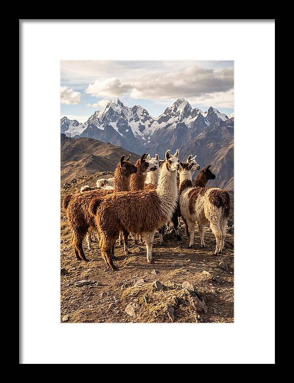 Andean Llamas In Harmony