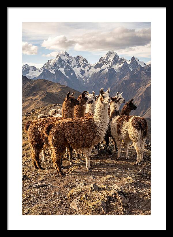 Andean Llamas In Harmony