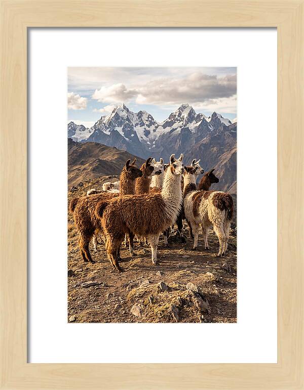 Andean Llamas In Harmony