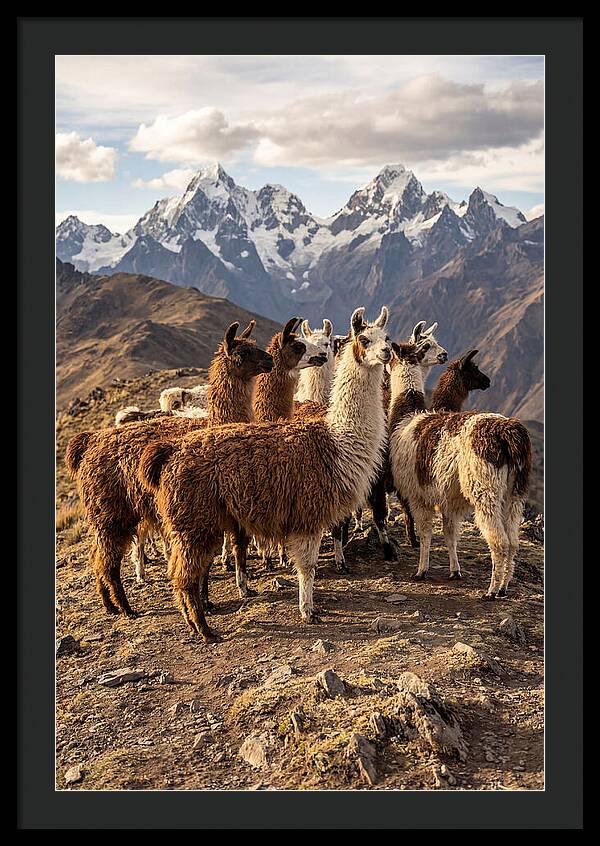 Andean Llamas In Harmony
