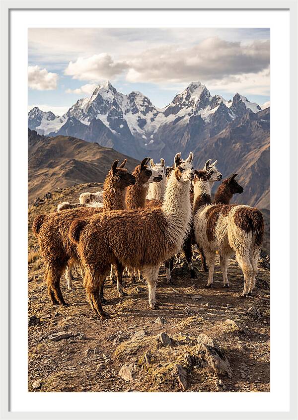 Andean Llamas In Harmony