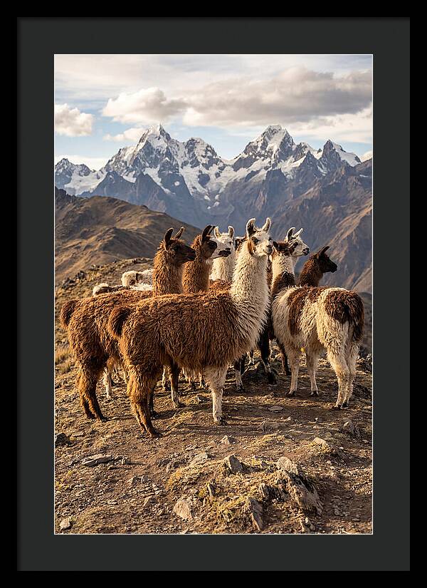 Andean Llamas In Harmony