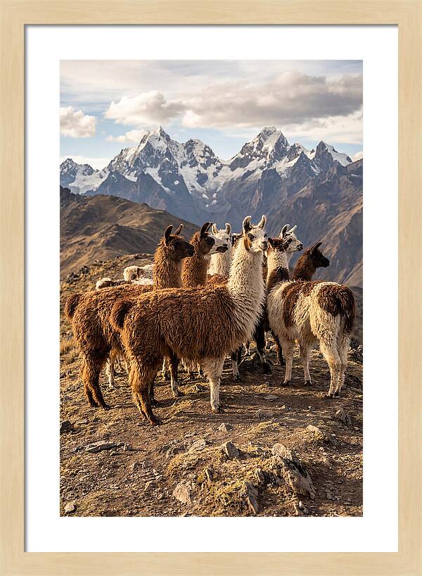 Andean Llamas In Harmony