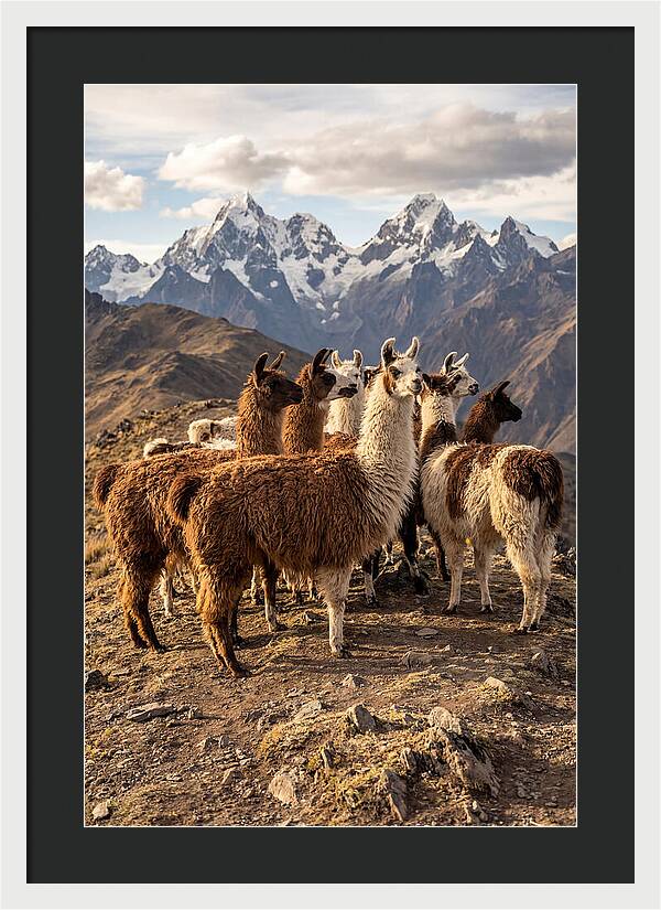 Andean Llamas In Harmony