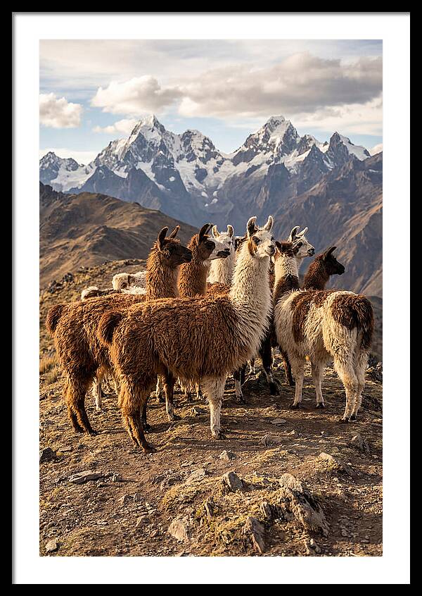 Andean Llamas In Harmony