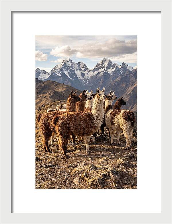 Andean Llamas In Harmony