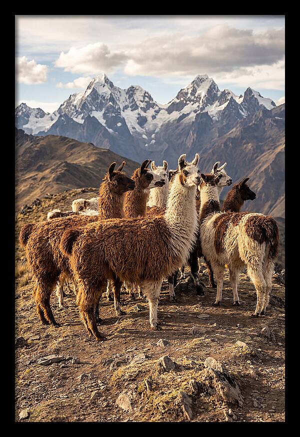 Andean Llamas In Harmony