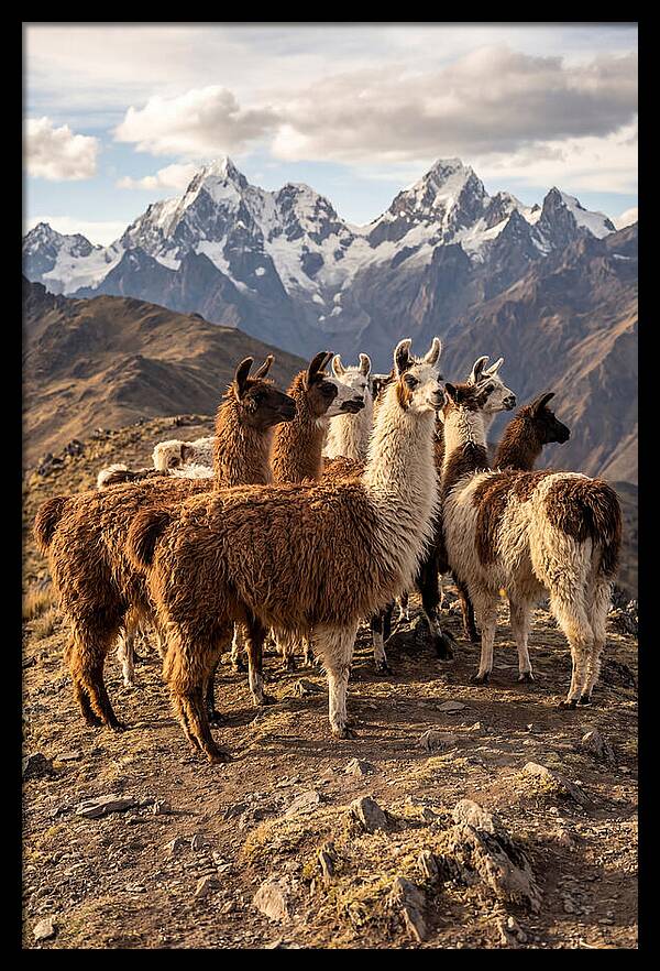 Andean Llamas In Harmony
