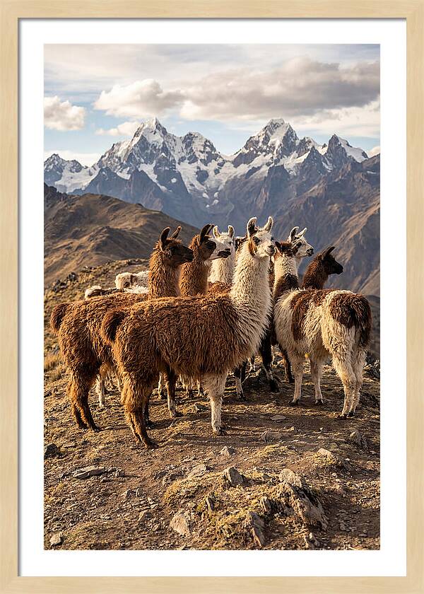 Andean Llamas In Harmony