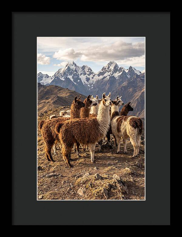 Andean Llamas In Harmony