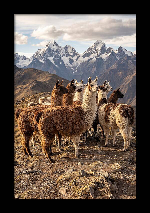 Andean Llamas In Harmony