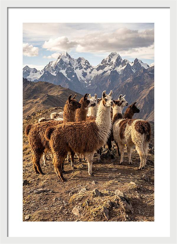 Andean Llamas In Harmony