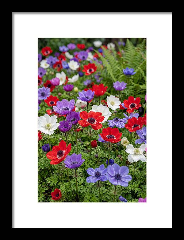 Anemone Garden
