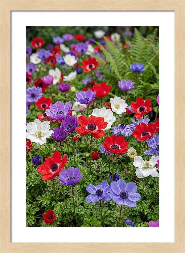 Anemone Garden