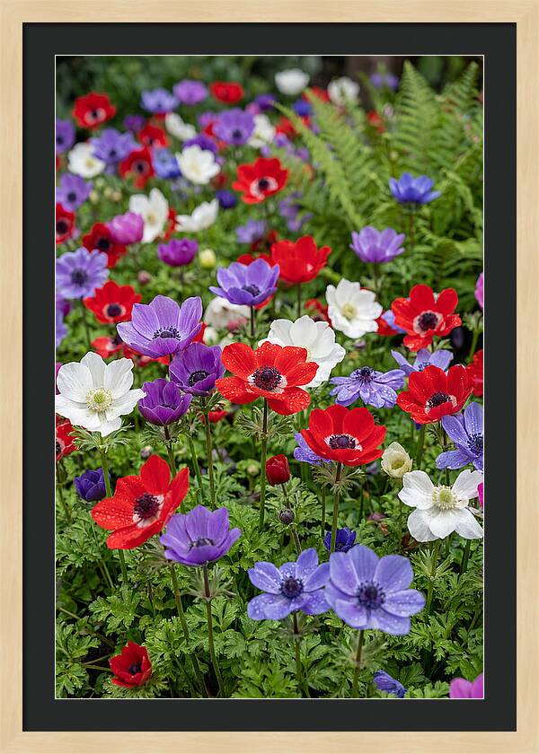 Anemone Garden