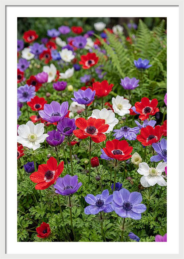 Anemone Garden