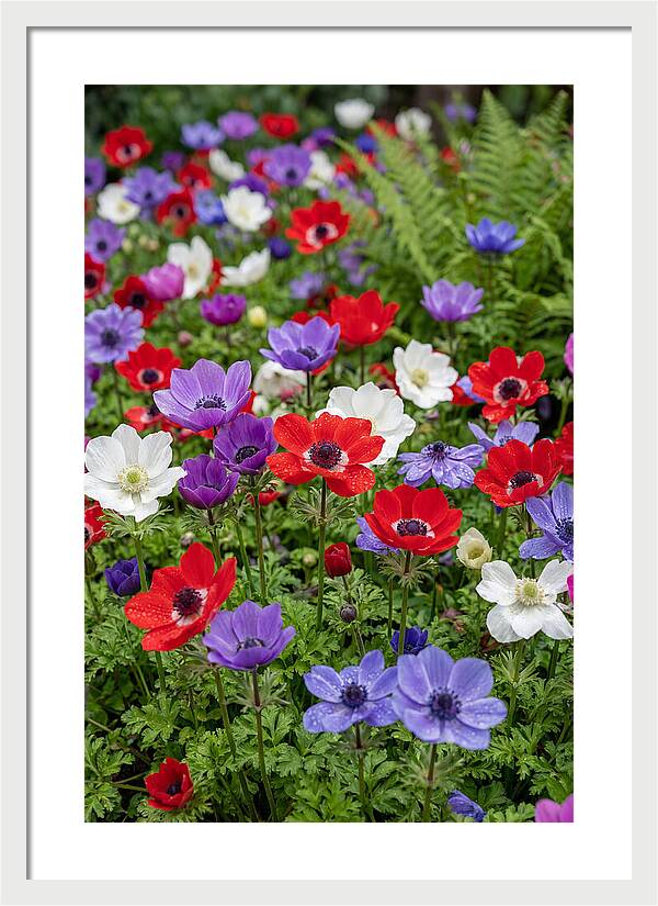 Anemone Garden