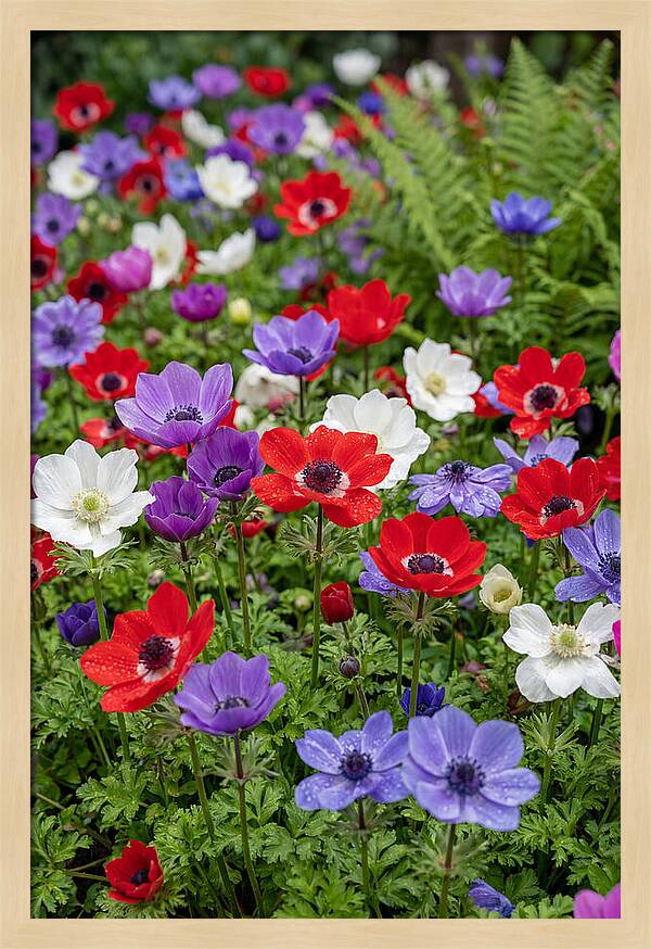 Anemone Garden
