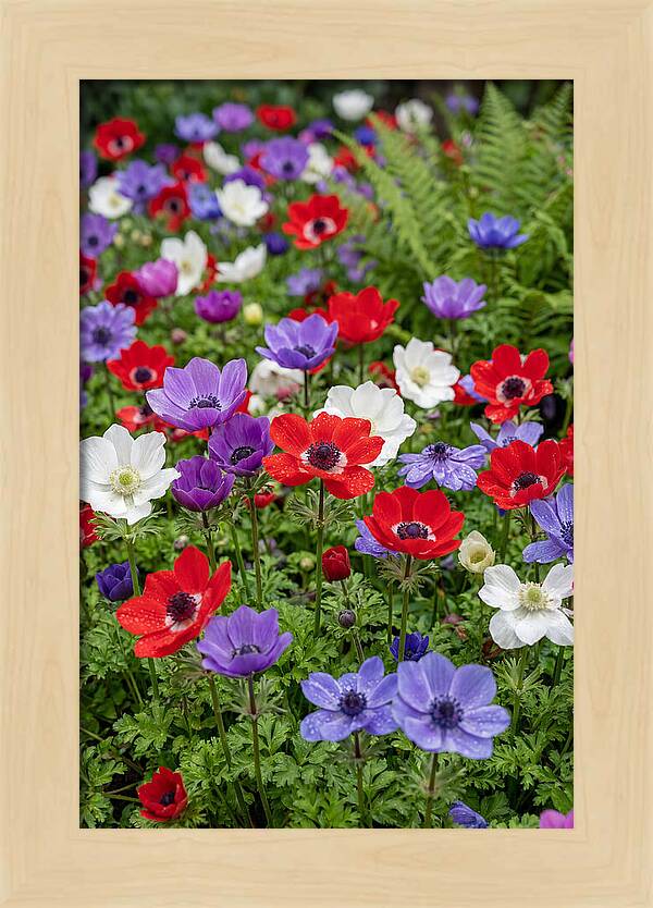 Anemone Garden
