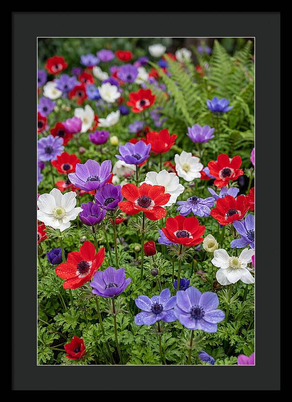 Anemone Garden
