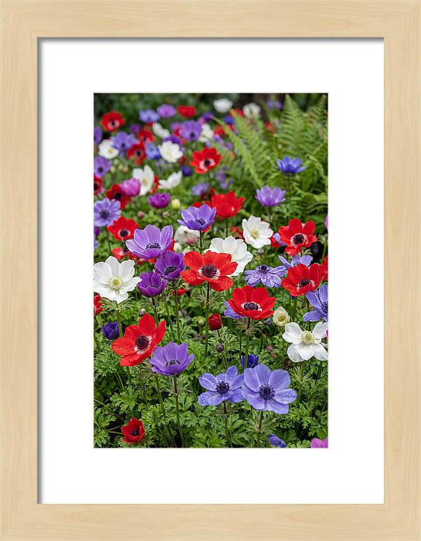 Anemone Garden