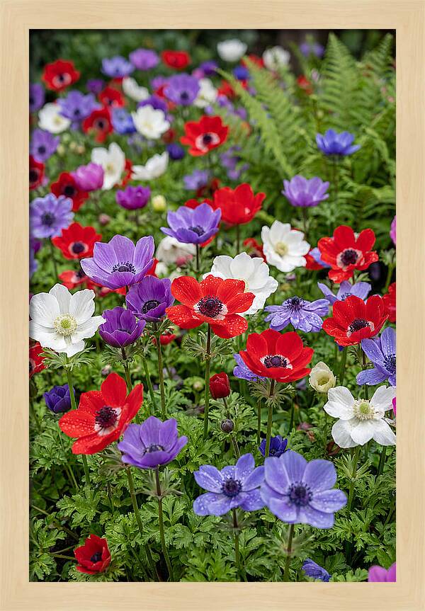 Anemone Garden