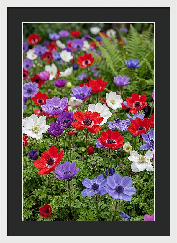 Anemone Garden