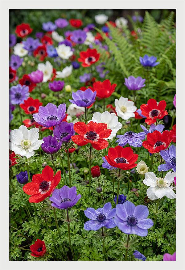 Anemone Garden