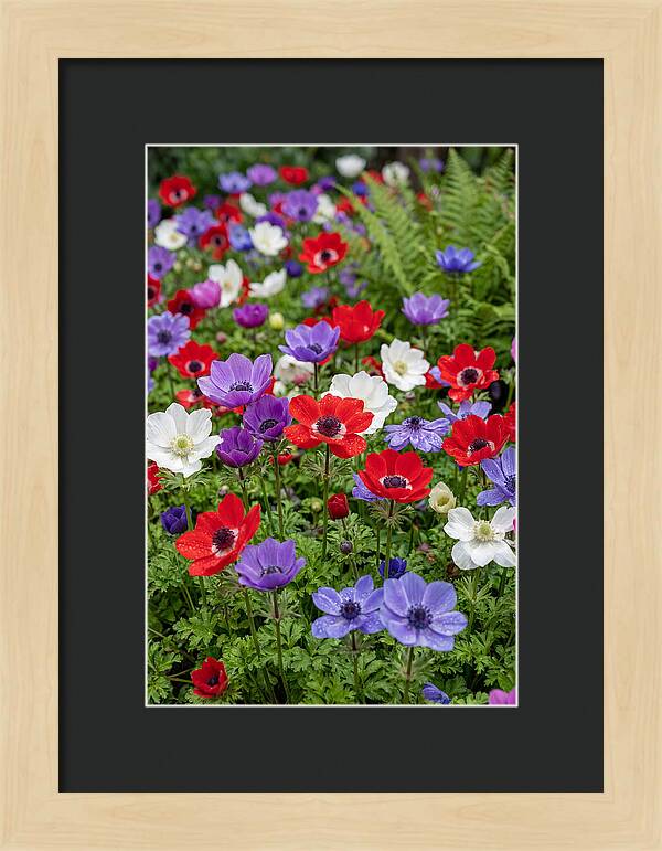 Anemone Garden