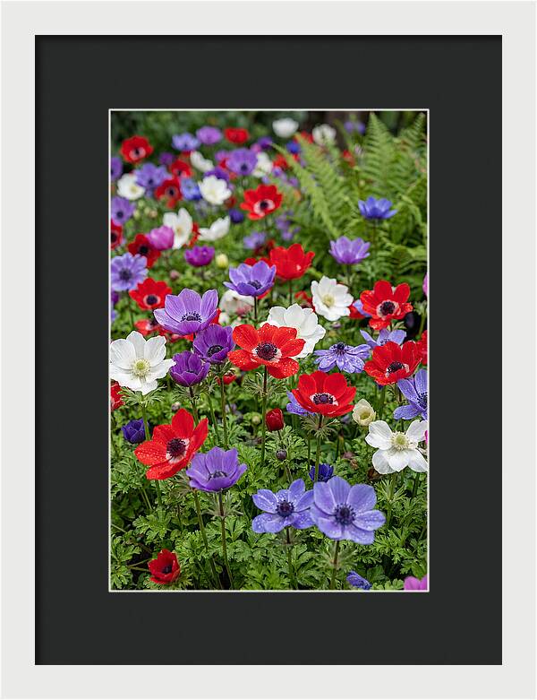 Anemone Garden