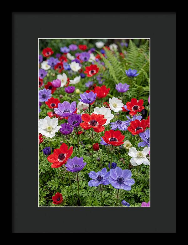 Anemone Garden