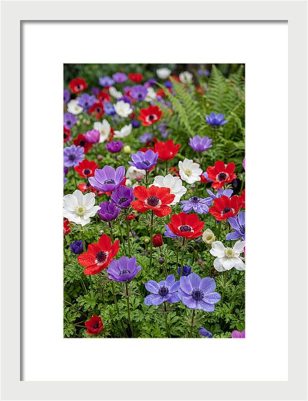 Anemone Garden