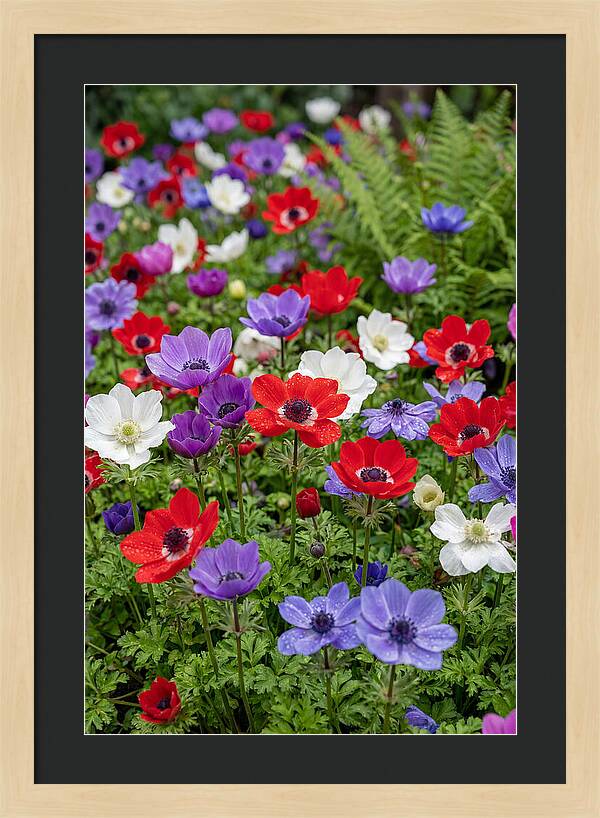 Anemone Garden