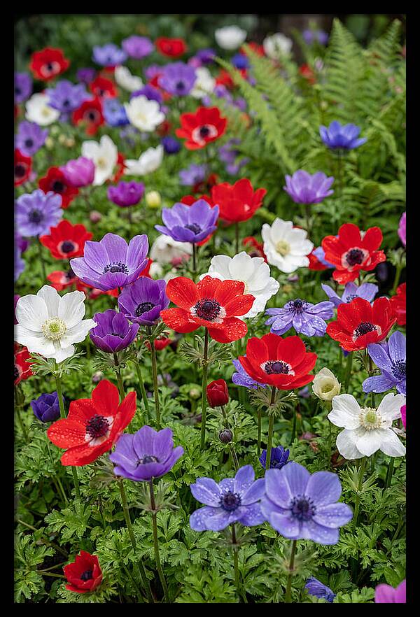 Anemone Garden