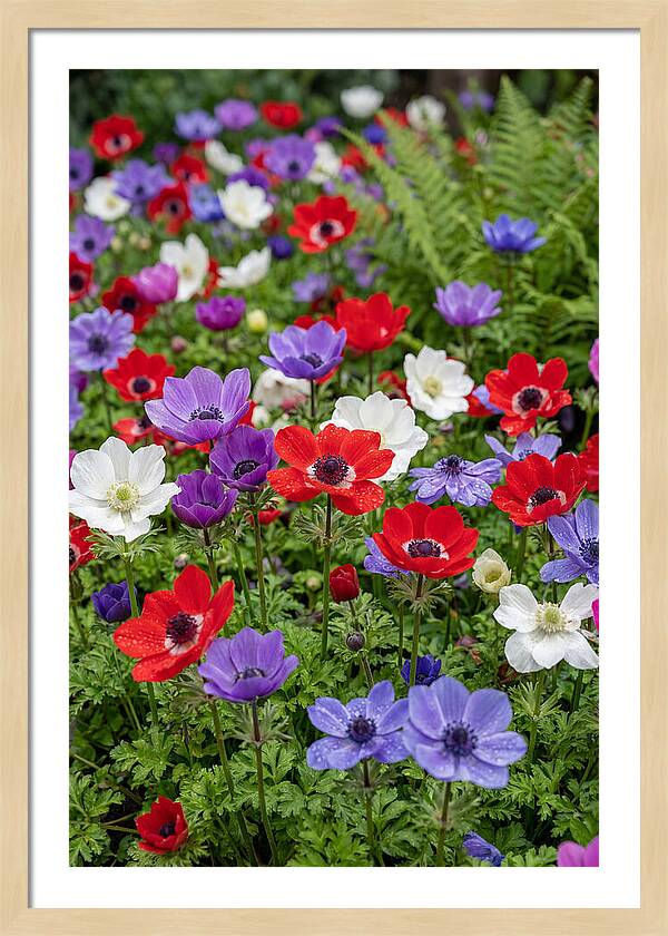 Anemone Garden