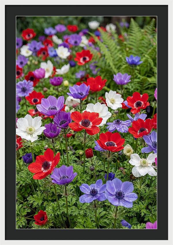 Anemone Garden
