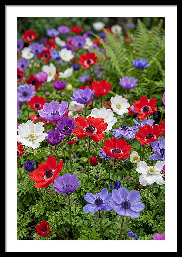 Anemone Garden