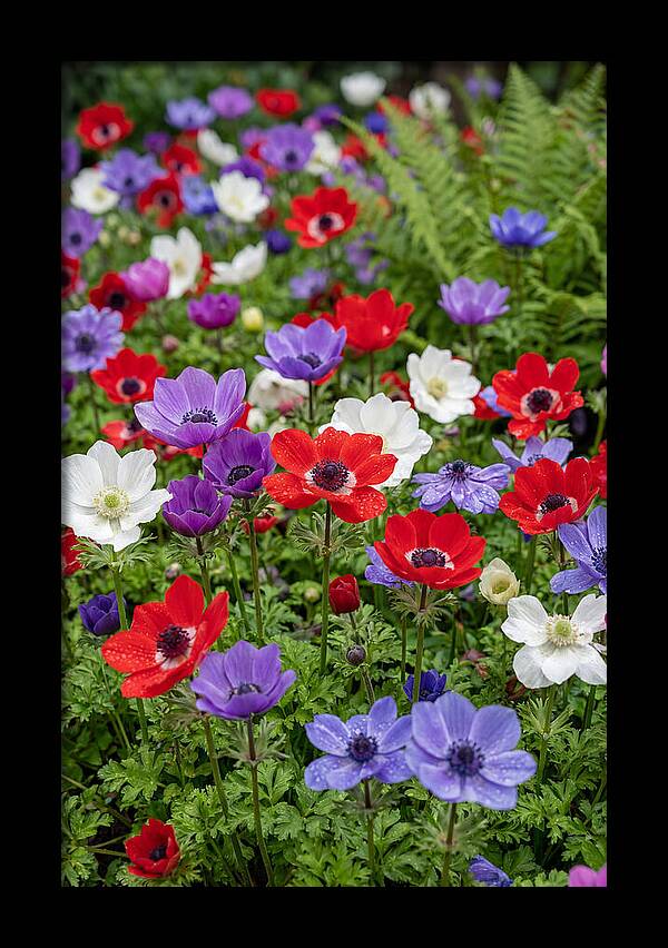 Anemone Garden