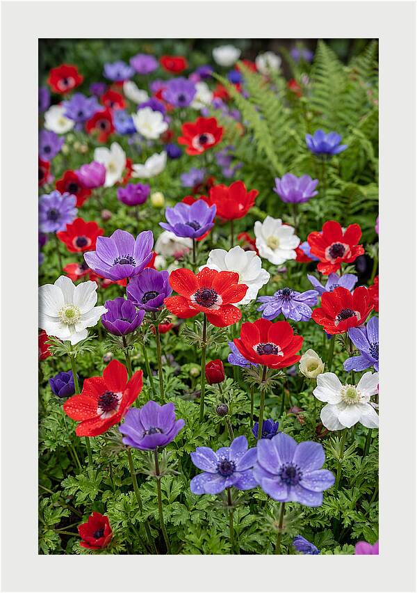 Anemone Garden