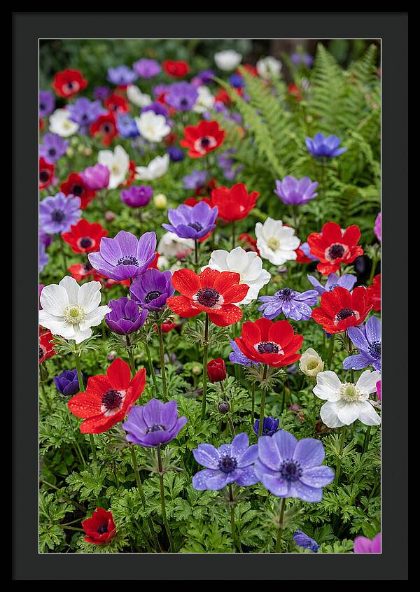 Anemone Garden