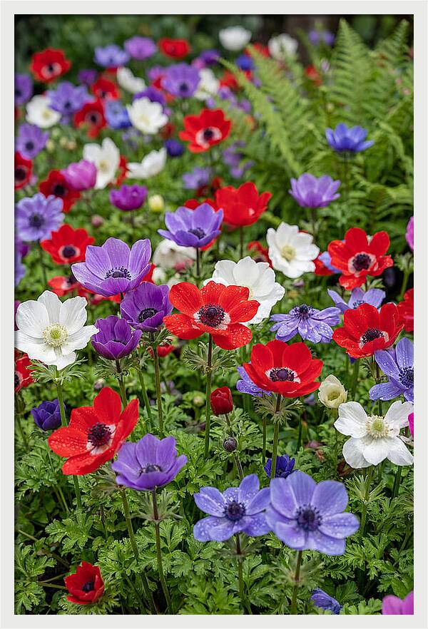 Anemone Garden