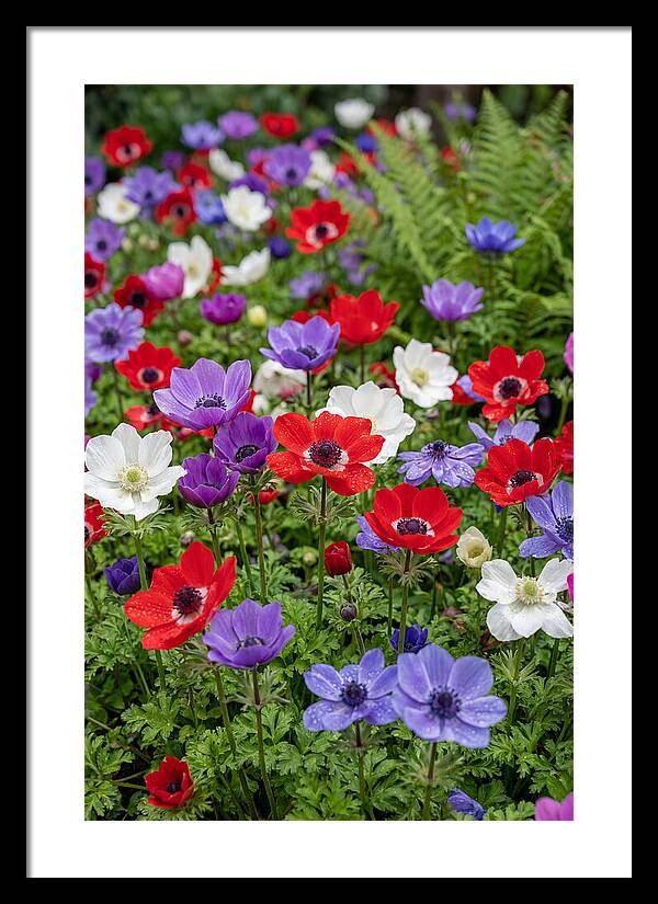 Anemone Garden