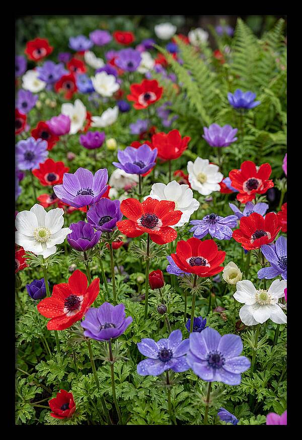 Anemone Garden
