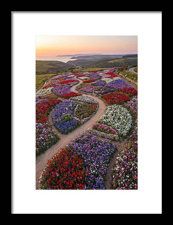 Anemone Garden Serenity