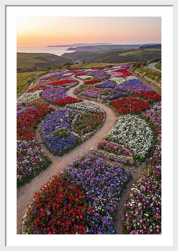 Anemone Garden Serenity