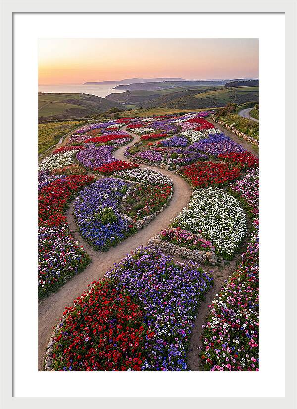 Anemone Garden Serenity