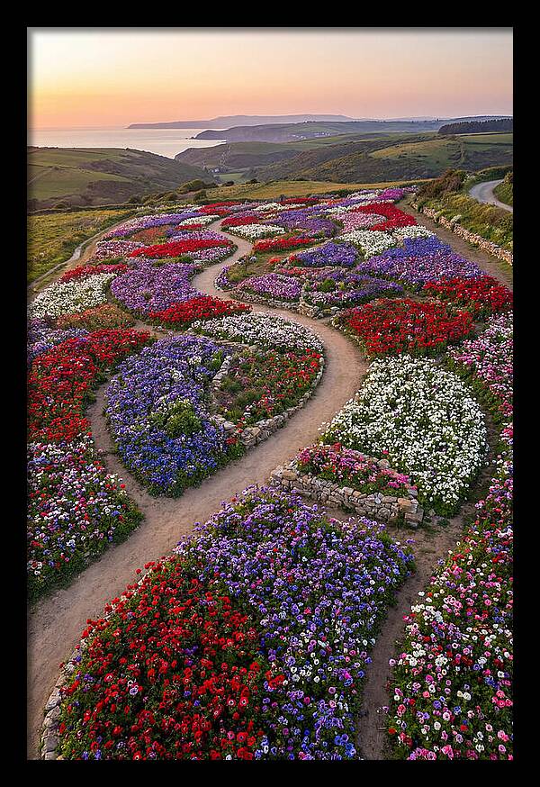 Anemone Garden Serenity